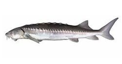 White Sturgeon